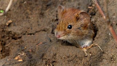 Symbolbild: Peter Steffen
Ob kleine oder große Maus: Mausigsein darf jeder, findet Mutiara Sudarma.