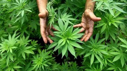 Archivbild: ABIR SULTAN/dpa
Der Bauausschuss des Hirschauer Stadtrates ist gegen einen Cannabisanbau in Träglhof.