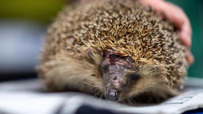 Archivbild: Marius Becker/dpa
Mähroboter sind wahre Todesfallen für Igel. Bei Analysen zeigte sich, dass knapp die Hälfte der Tiere Zusammenstöße mit Mährobotern nicht überlebt.
