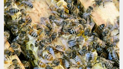 Bild: Alina Grünky/dpa
Die Bienen sind immer in Bewegung. (Archivbild)