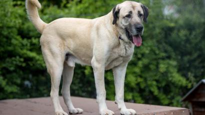 Symbolbild: Christoph Schmidt
Über Monate soll ein Mann aus dem Gemeindegebiet Eslarn seinen Hund, einen Kangal, misshandelt und vernachlässigt haben. Anwohner kämpften für das Tier, nun wurden auch das Veterinäramt und die Polizei aktiv.