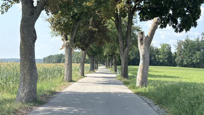 Bild: nza
Wegen Baumpflegemaßnahmen ist die Kreisstraße TIR 34, die sogenannte Reuther Allee, für knapp zwei Wochen gesperrt.