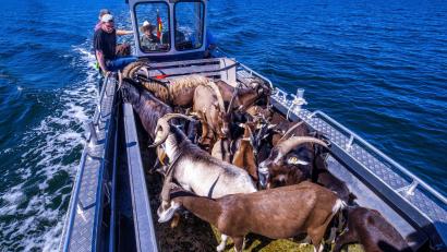 Bild: Jens Büttner/dpa
Per Boot werden die 22 tierischen Landschaftspfleger auf die Vogelschutzinsel Walfisch in der Wismarbucht gebracht.
