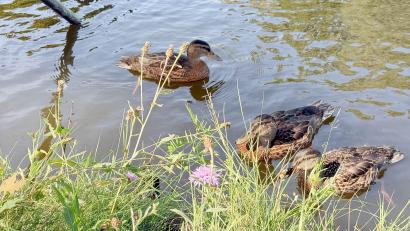 Bild: Gabi Schönberger
Rund um den Flutkanal in Weiden leben zahlreiche Stockenten. Laut Wolfgang Winter vom Landesbund für Vogel- und Naturschutz (LBV) Neustadt-Weiden finden sie dort genügend Nahrung.