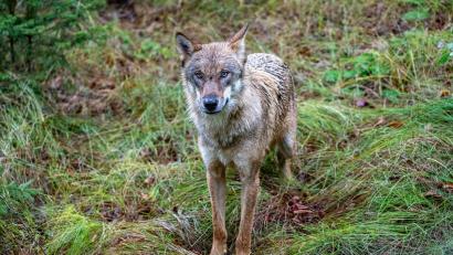 Bild: Armin Weigel/dpa
Insgesamt gibt es in Bayern aktuell 14 Wolfsgebiete, unter anderem im Altmühltal, im Bayerischen Wald und in den Allgäuer Alpen. (Symbolbild)