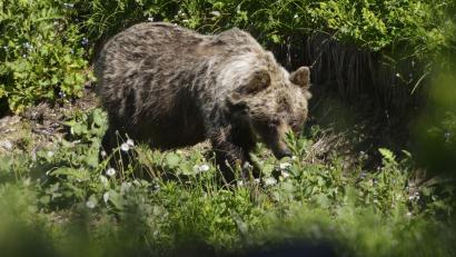 Bild: Milan Kapusta/tasr/dpa
Ein Braunbär ist im Tal Zadné Meďodoly in Tatranská Javorina unterwegs. (Archivbild)