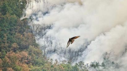 Bild: Xuan Cueto/EUROPA PRESS/dpa
Ein Raubvogel flieht vor den Flammen während eines Waldbrandes in Anllarinos Del Sil, Asturien.
