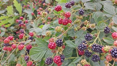 Bild: Hladik
Dicht an dicht hängen die Früchte. Reife Brombeeren erkennt man an der tiefschwarzen Farbe.