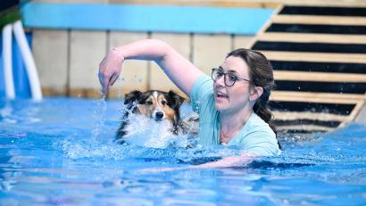 Bild: RTL/Markus Hertrich
Ramona Stallbaum aus Krummennaab war mit ihrer Sheltie-Hündin "Nala" am Freitagabend in der RTL-Show "Top Dog Germany – Der beste Hund Deutschlands" zu sehen. Bei der letzten Aufgabe zögerte "Nala" zu lange mit dem Sprung ins Wasser, dabei ging wertvolle Zeit verloren. Am Ende reichte es nicht fürs Weiterkommen.