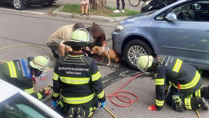 Bild: -/Berufsfeuerwehr München/dpa
Mit einem Hebekissen holte die Feuerwehr Hündin Cookie unter dem Auto hervor.