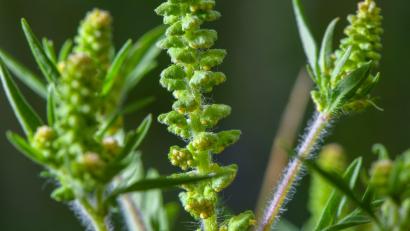 Bild: Patrick Pleul/dpa-Zentralbild/ZB
Ambrosia-Pollen können schon in kleinen Mengen heftige allergische Reaktionen auslösen. (Archivbild)