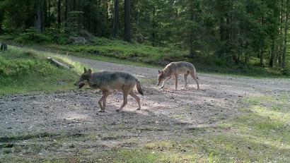 Symbolbild: Bayerische Staatsforsten, Forstbetrieb Pegnitz
Bürgermeister Hans Walter schlägt Alarm. Die Sichtungen von Wölfen häufen sich in den Orten rund um den Hessenreuther Wald. Der Kastler Gemeindechef hat seine Ängste in einem Brief Ministerpräsident Markus Söder mitgeteilt. Das Symbolbild zeigt zwei Wölfe im Veldensteiner Forst.