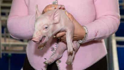 Bild: Sven Hoppe/dpa
Nach langer Zeit gibt es wieder etwas mehr Schweine in Bayern. (Symbolbild)