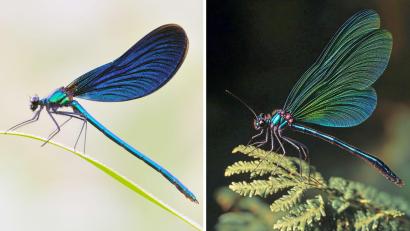 Bild: S. Hennigs/M. Neumann/Heinz Sielmann Stiftung/dpa
Die Kombo zeigt links ein Foto einer Blauflügel Prachtlibelle, fotografiert von Sebastian Hennigs. Rechts ist ein KI-generiertes Motiv, das auch eine Blauflügel Prachtlibelle darstellen soll, KI-generiert von Matthias Neumann. Das KI-Bild rechts ist fehlerhaft. Insekten haben beispielsweise nur sechs Beine.