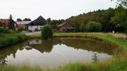 Bild: wel
Der Dorfweiher in Pirk soll als erster Weiher im Stadtgebiet ökologisch umgestaltet werden.