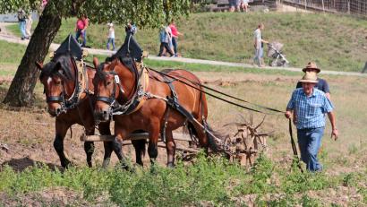 Bild: Elisabeth Götz/Freilandmuseum Oberpfalz/exb 
Am Sonntag, 7. September, ab 13 Uhr führen die Museumslandwirte und -landwirtinnen mit den beiden Kaltblütern Leo und Fonse die Bandbreite der starken Pferde vor.