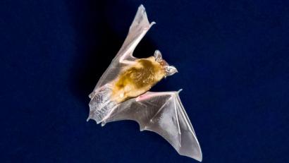 Bild: Frank Rumpenhorst/dpa
Die sinkende Zahl an Insekten macht Bayerns Fledermäusen zu schaffen.