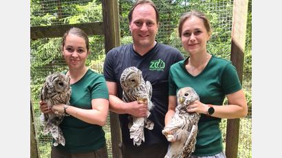 Bild: VLAB/exb
Veterinär Dr. Dominik Fischer hat mit seiner Frau Dr. Luisa Fischer (links) sowie Praktikantin Marie-Luise rund ein Dutzend Vögel mit Sendern ausgestattet.