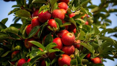 Bild: Sina Schuldt/dpa
Dicht an dicht hängen Äpfel an diesem Baum: Heuer ist eine reiche Obsternte zu erwarten.