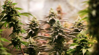 Bild: Christian Charisius/dpa
Nach einem Brand im schwäbischen Friedberg ermittelt die Polizei gegen einen 39-Jährigen wegen Verstößen gegen das Cannabisgesetz. (Symbolbild)