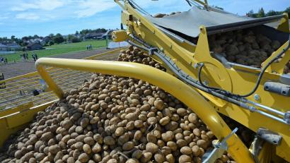 Bild: Peter Kneffel/dpa
Bayerns Landwirte erwarten in diesem Jahr eine gute Kartoffelernte.