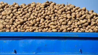 Bild: picture alliance / ZB
Rund Sechs Tonnen Kartoffeln verlor der Landwirt auf der B2. (Symbolbild)