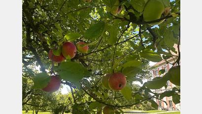 Bild: Kloster Speinshart/exb
Der Apfel steht im Mittelpunkt der Aktionen am Tag des offenen Denkmals im Kloster Speinshart.