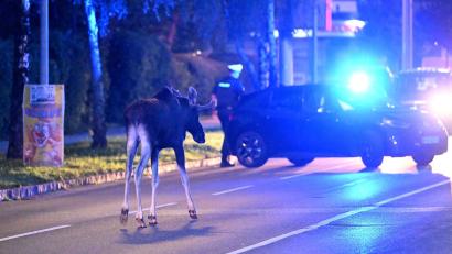 Bild: Helmut Fohringer/APA/dpa
Der Elch hält Polizei und Medien auf Trab.
