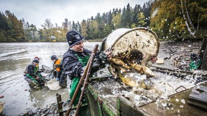 Archivbild: obx-news/Tourismusverband Ostbayern
In der Oberpfalz beginnt in diesen Tagen die neue Karpfen-Saison. Im Landkreis Tirschenreuth ist das Abfischen durch die "Erlebniswochen Fisch" immer ein großes Ereignis.