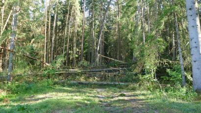 Symbolbild: Jörg Berendes/exb
In Trausnitz wurde eine 20 Meter hohe Kiefer illegal gefällt und abtransportiert.