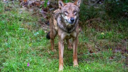 Bild: Armin Weigel/dpa
Der Wolf soll ins bayerische Jagdrecht aufgenommen werden. (Symbolbild)