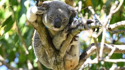 Bild: Darren England/AAP/dpa
Koalas sind in Australien immer mehr bedroht - auch wegen Chlamydien.