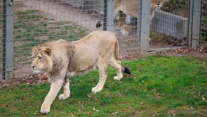 Bild: Friso Gentsch/dpa
Mehrere Löwen stürzten sich auf den Zoo-Mitarbeiter. (Symbolbild)