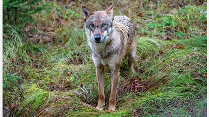 Bild: Armin Weigel/dpa
Ein Jungwolf - hier in einem Gehege des Nationalparkzentrums Falkenstein. (Symbolfoto)