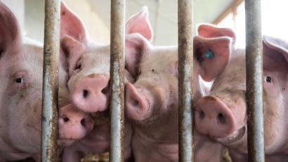 Bild: Marijan Murat/dpa
Der Bau tiergerechter Schweineställe bleibt Ziel.