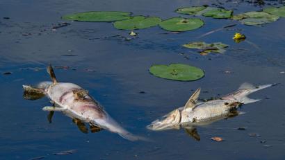 Bild: Patrick Pleul/dpa
Dutzende tote Fische: Wegen Sauerstoffmangels verenden mehrere Tiere in dem See. (Symbolbild)