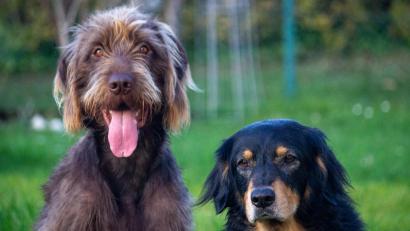 Bild: Franka Eichl (franka.eichl@oberpfalzmedien.de)
In den Städten Amberg, Weiden und Regensburg gibt es vergleichsweise wenige Hunde.