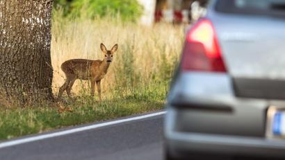 Symbolbild: Patrick Pleul
Die Gefahr blickt aus großen Augen: Im Herbst müssen Autofahrer verstärkt mit Wildwechsel rechnen.