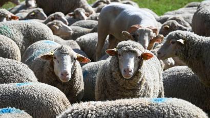 Bild: Heiko Rebsch/dpa
Rund 20 Tiere brechen aus ihrem Gehege aus. (Symbolbild)