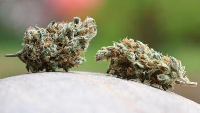 Bild: Karl-Josef Hildenbrand/dpa
Das Landratsamt Bamberg hat einem oberfränkischen Cannabis-Club untersagt, weiter Hanf anzubauen und an Mitglieder abzugeben. (Symbolbild)