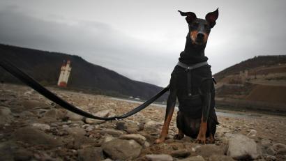 Symbolbild: Fredrik von Erichsen
Ein Dobermann soll in München zum Komplizen eines Überfalls werden.