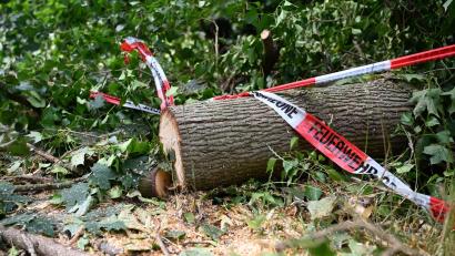 Symbolbild: Michael Brandt/dpa
Gewitter über Wildpark Höllohe: Umgestürzte Bäume beschädigen Fahrzeuge