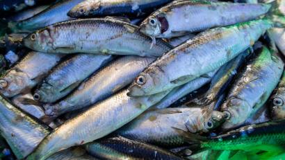 Bild: Jens Büttner/dpa-Zentralbild/dpa
Das Abkommen soll die Fischerei nachhaltiger machen. (Symbolbild)