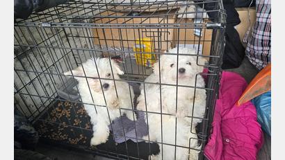 Bild: -/Hauptzollamt Schweinfurt/dpa
Zollbeamte entdeckten auf der A3 bei Würzburg mehrere verängstigte Hundewelpen ohne Papiere.