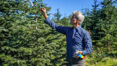 Bild: Landkreis Neustadt/WN
Gerhard Hösl baut auf seiner Plantage in Pressath unterschiedliche Baumsorten an. Der Spätfrost im Mai machte vor allem den Setzlingen der Nordmanntanne zu schaffen.