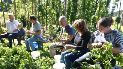 Bild: no
Voll konzentriert waren die Helferinnen und Helfer beim Hopfenzupfen in Illschwang bei der Arbeit. Der Bräu des Illschwanger Hopfenbiers, Arno Diener (links), aus Amberg gibt einem Jungen einige Tipps.