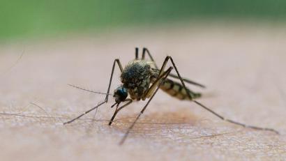 Bild: Patrick Pleul/dpa/dpa-tmn
In Griechenland breitet sich das West-Nil-Virus aus.