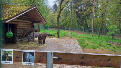 Archivbild: bl
Die Esel Jonas und Jakob gehören zu den ersten Tieren, die die Besucher am Haupteingang zu Gesicht bekommen.