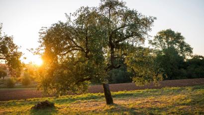 Bild: Daniel Vogl/dpa
Den Freistaat erwarten zum Wochenende für Mitte September ungewöhnlich hohe Temperaturen. (Symbolbild)