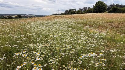 Bild: Stephan Huber
Auf dieser Ausgleichsfläche bei Lengenfeld, die zuvor intensiv bewirtschaftet wurde, blüht es jetzt wieder wild. Allerdings wird es noch geraume Zeit dauern, bis das gewünschte Ergebnis erreicht ist.